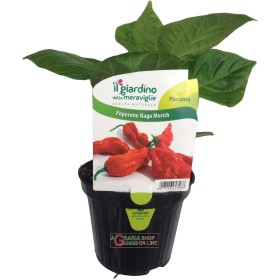 PIANTA DI PEPERONCINO PICCANTE NAGA MORICH IN VASETTO PIANTA DI PEPERONCINO PICCANTE NAGA MORICH IN VASETTO