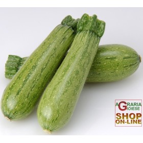 SEMI DI ZUCCHINO MARROW GREYZINI IBRIDO F1 SEMI DI ZUCCHINO MARROW GREYZINI IBRIDO F1