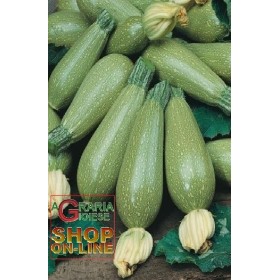 SEMI DI ZUCCHINO MARROW KOLIBRI IBRIDO F1 SPECIALITY BISON SEMI DI ZUCCHINO MARROW KOLIBRI IBRIDO F1 SPECIALITY BISON