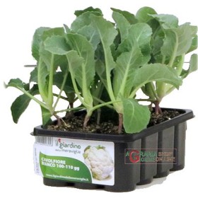 CAVOLFIORE BIANCO 12 PIANTINE 100 - 110 GIORNI CAVOLFIORE BIANCO 12 PIANTINE 100 - 110 GIORNI