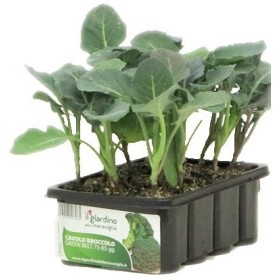 PIANTINE DI BROCCOLO GREEN BELT 12 FORI PIANTINE DI BROCCOLO GREEN BELT 12 FORI