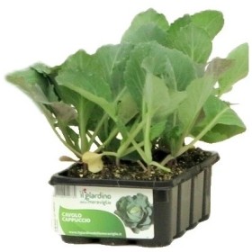 PIANTINE DI CAVOLO CAPPUCCIO GREEN LUNAR 12 FORI PIANTINE DI CAVOLO CAPPUCCIO GREEN LUNAR 12 FORI