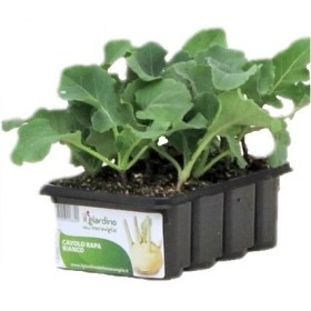 PIANTINE DI CAVOLO CAPPUCCIO GREEN LUNAR 12 FORI PIANTINE DI CAVOLO CAPPUCCIO GREEN LUNAR 12 FORI
