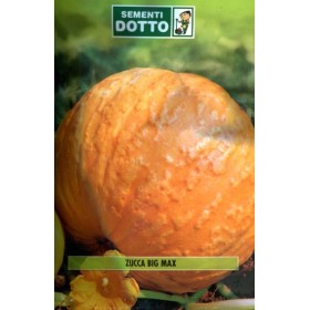 SEMI DI ZUCCA BIG MAX QUINTALE BUSTE SEMI DI ZUCCA BIG MAX QUINTALE BUSTE