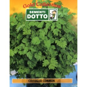 DOTTO BUSTE SEMI DI CERFOGLIO COMMUN DOTTO BUSTE SEMI DI CERFOGLIO COMMUN