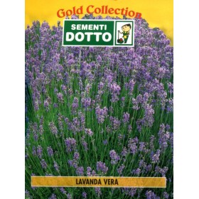 DOTTO BUSTE SEMI DI LAVANDA VERA DOTTO BUSTE SEMI DI LAVANDA VERA