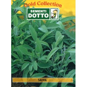 DOTTO BUSTE SEMI DI SALVIA OFFICINALE DOTTO BUSTE SEMI DI SALVIA OFFICINALE