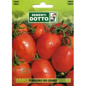 SEMI DI POMODORO RIO GRANDE ACCIAIOSO PER CONSERVE SEMI DI POMODORO RIO GRANDE ACCIAIOSO PER CONSERVE