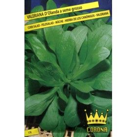 BUSTE CORONA SEMI DI VALERIANA D OLANDA A SEME GROSSO BUSTE CORONA SEMI DI VALERIANA D OLANDA A SEME GROSSO