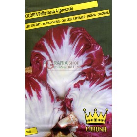 SEDI DI CICORIA PALLA ROSSA 4 PRECOCE SEDI DI CICORIA PALLA ROSSA 4 PRECOCE