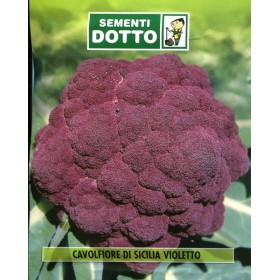 SEMI DI CAVOLFIORE DI SICILIA VIOLETTO SEMI DI CAVOLFIORE DI SICILIA VIOLETTO