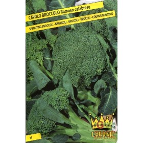 SEMI DI CAVOLO BROCCOLO RAMOSO CALABRESE SEMI DI CAVOLO BROCCOLO RAMOSO CALABRESE