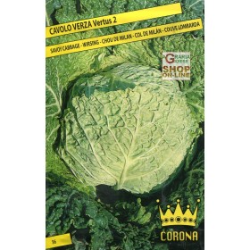 SEMI DI CAVOLO VERZA VERTUS 2 SEMI DI CAVOLO VERZA VERTUS 2