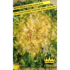 SEMI DI INDIVIA RICCIA DI ESTATE A CUORE D ORO SEMI DI INDIVIA RICCIA DI ESTATE A CUORE D ORO