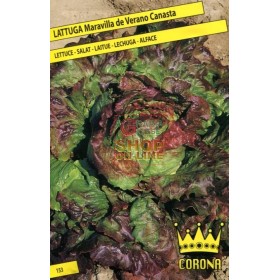 SEMI DI LATTUGA MARAVIGLIA DI VERANO CANASTA SEMI DI LATTUGA MARAVIGLIA DI VERANO CANASTA