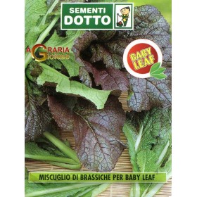 SEMI DI MUSCUGLIO BRASSICHE PER BABY LEAF SEMI DI MUSCUGLIO BRASSICHE PER BABY LEAF
