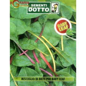 SEMI DI MUSCUGLIO DI BIETE PER BABY LEAF SEMI DI MUSCUGLIO DI BIETE PER BABY LEAF
