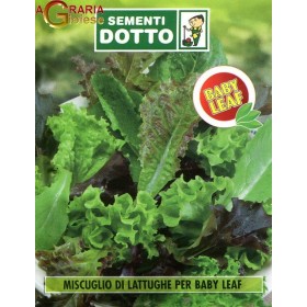 SEMI DI MUSCUGLIO LATTUGHE PER BABY LEAF SEMI DI MUSCUGLIO LATTUGHE PER BABY LEAF
