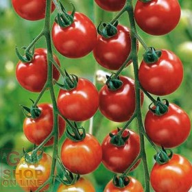 SEMI DI POMODORO CILIEGINO ALTO INDETERMINATO SEMI DI POMODORO CILIEGINO ALTO INDETERMINATO