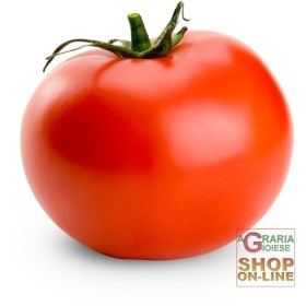 SEMI DI POMODORO MONTECARLO IBRIDO F1 SPECIALITY BISON SEMI DI POMODORO MONTECARLO IBRIDO F1 SPECIALITY BISON
