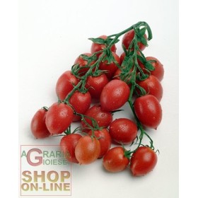 SEMI DI POMODORO PRINCIPE BORGHESE DA APPENDERE SEMI DI POMODORO PRINCIPE BORGHESE DA APPENDERE