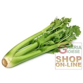 SEMI DI SEDANO VERDE DI ELNE GIGANTE SEMI DI SEDANO VERDE DI ELNE GIGANTE