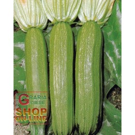SEMI DI ZUCCHINO ALBERELLO DI SARZANA SEMI DI ZUCCHINO ALBERELLO DI SARZANA