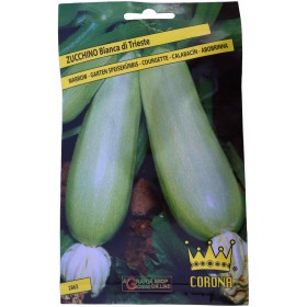 SEMI DI ZUCCHINO BIANCA DI TRIESTE SEMI DI ZUCCHINO BIANCA DI TRIESTE
