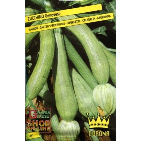 SEMI DI ZUCCHINO GENOVESE SEMI DI ZUCCHINO GENOVESE