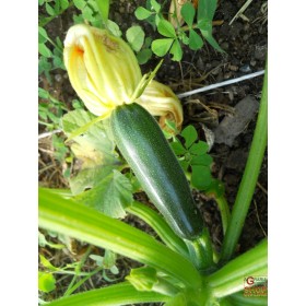 SEMI DI ZUCCHINO NANO VERDE DI MILANO SEMI DI ZUCCHINO NANO VERDE DI MILANO