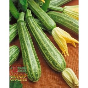 SEMI DI ZUCCHINO STRIATO DI ITALIA SEMI DI ZUCCHINO STRIATO DI ITALIA