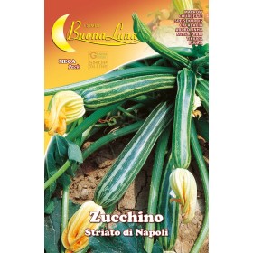SEMI DI ZUCCHINO STRIATO DI NAPOLI SEMI DI ZUCCHINO STRIATO DI NAPOLI