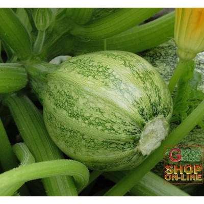 SEMI DI ZUCCHINO TONDO CHIARO DI NIZZA