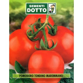 SEMI DI POMODORO MAREMMANO ACCIAIOSO PER CONSERVE SEMI DI POMODORO MAREMMANO ACCIAIOSO PER CONSERVE