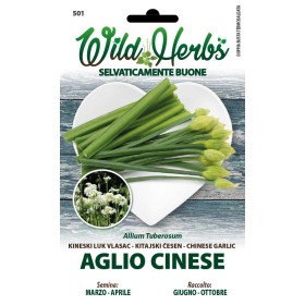 WILD HERBS SEMI DI AGLIO CINESE WILD HERBS SEMI DI AGLIO CINESE