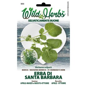 WILD HERBS SEMI DI ERBA DI SANTA BARBARA WILD HERBS SEMI DI ERBA DI SANTA BARBARA