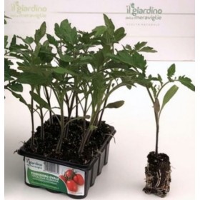 POMODORO ROMANA OVALE ACCIAIOSO ALTO VASCHETTA DA 12 PIANTINE POMODORO ROMANA OVALE ACCIAIOSO ALTO VASCHETTA DA 12 PIANTINE