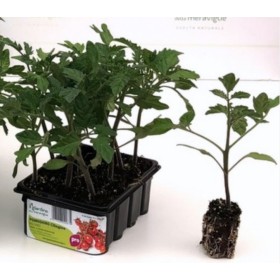 PIANTINE DI POMODORO PACHINO PIANTA DETERMINATA VASCHETTA DA 12 PIANTINE PIANTINE DI POMODORO PACHINO PIANTA DETERMINATA VASCHETTA DA 12 PIANTINE