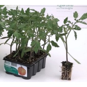 POMODORO CUOR DI BUE DI ALBENGA PIANTA INDETERMINATA VASCHETTA DA 12 PIANTINE POMODORO CUOR DI BUE DI ALBENGA PIANTA INDETERMINATA VASCHETTA DA 12 PIANTINE