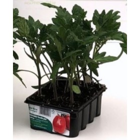POMODORO MISSOURI ACCIAIOSO PIANTA DETERMINATA VASCHETTA DA 12 PIANTINE POMODORO MISSOURI ACCIAIOSO PIANTA DETERMINATA VASCHETTA DA 12 PIANTINE