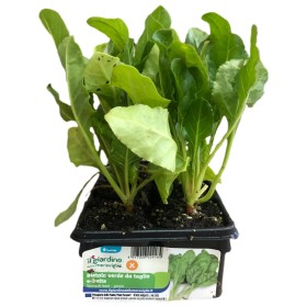PIANTINE DI BIETOLA VERDE DA TAGLIO ERBETTE VASCHETTA DA 6 PIANTE PIANTINE DI BIETOLA VERDE DA TAGLIO ERBETTE VASCHETTA DA 6 PIANTE