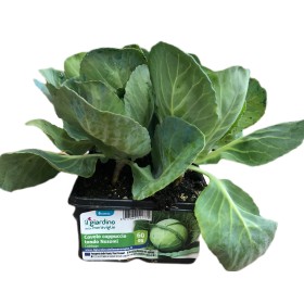 PIANTINE DI CAVOLO CAPPUCCIO TONDO NOZOMI CABBAGE VASCHETTA DA 6 PIANTE PIANTINE DI CAVOLO CAPPUCCIO TONDO NOZOMI CABBAGE VASCHETTA DA