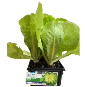 PIANTINE DI INDIVIA SCAROLA BIONDA VASCHETTA DA 6 PIANTE PIANTINE DI INDIVIA SCAROLA BIONDA VASCHETTA DA 6 PIANTE