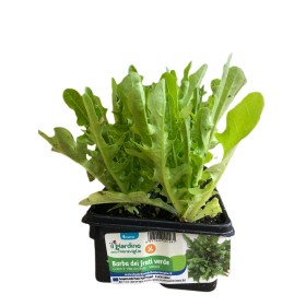 PIANTINE DI LATTUGA BARBA DEI FRATI VERDE VASCHETTA DA 6 PIANTE PIANTINE DI LATTUGA BARBA DEI FRATI VERDE VASCHETTA DA 6 PIANTE