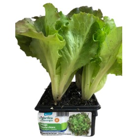 PIANTINE DI LATTUGA CANASTA CHIARA VASCHETTA DA 6 PIANTE PIANTINE DI LATTUGA CANASTA CHIARA VASCHETTA DA 6 PIANTE