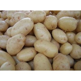 PATATE DA SEME AGRIA OLANDESI KG. 25 PATATE DA SEME AGRIA OLANDESI KG. 25