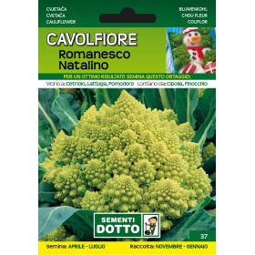 SEMI DI CAVOLFIORE ROMANESCO NATALINO SEMI DI CAVOLFIORE ROMANESCO NATALINO