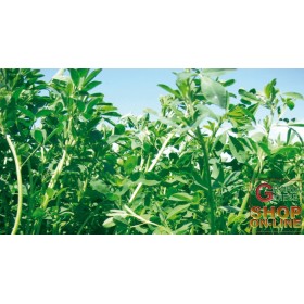 SEMI DI ERBA MEDICA SELEZIONE EQUIPE gr. 500 SEMI DI ERBA MEDICA SELEZIONE EQUIPE gr. 500
