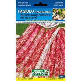 SEMI DI FAGIOLO RAMPICANTE BORLOTTO LINGUA DI FUOCO 2 GR. 250 SEMI DI FAGIOLO RAMPICANTE BORLOTTO LINGUA DI FUOCO 2 GR. 250