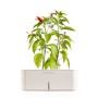 CLICK E GROW STARTER KIT PEPERONCINO